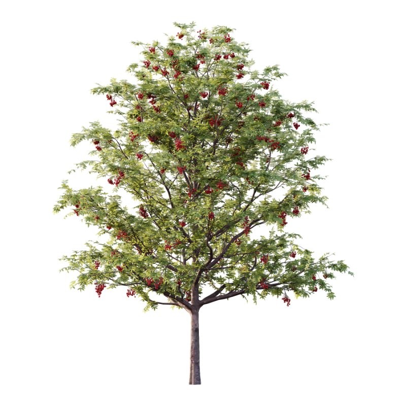 Rowan Fruit Tree 04 - Image 3