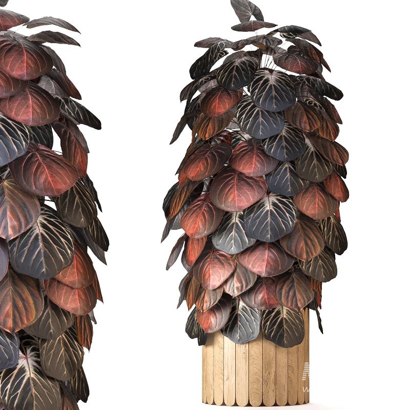 Boho Pot Plants 02 - Image 4