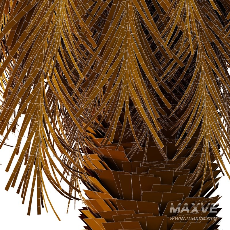 Phoenix roebelenii Palm Trees 01 - Image 3