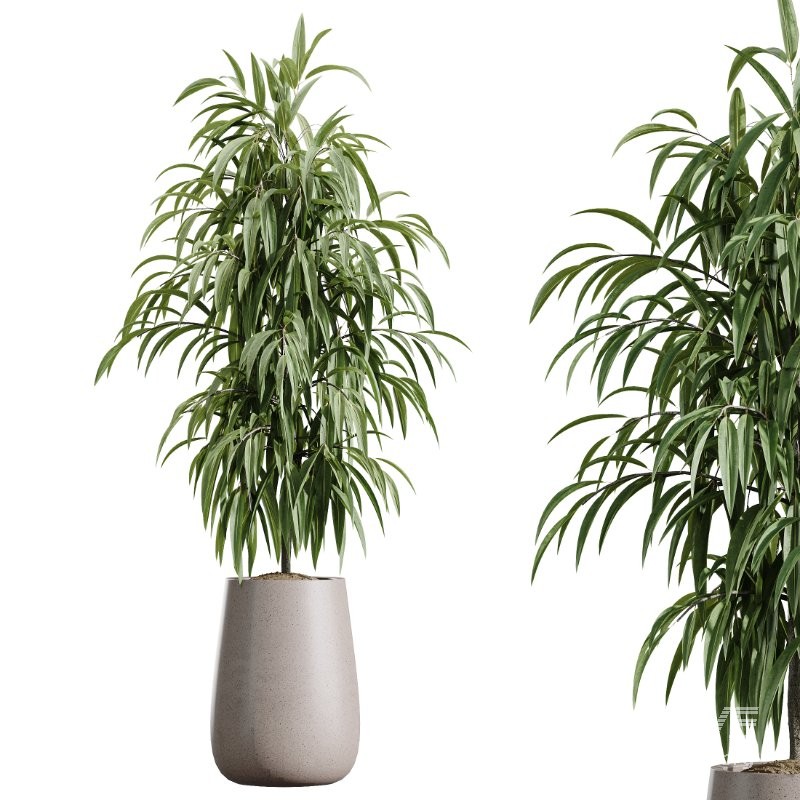 AV Indoor Plants Set 435 Banana and Alnus Glutinosa and Orange Tree and Schefflera Arboricola and Ficus Binnendijkii - Image 4