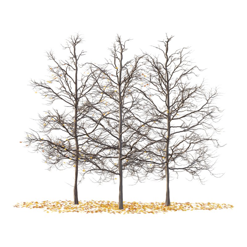 Mountain Ash Tree 05 - Image 4