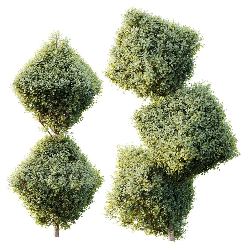 AV Plants Bush Ficus Concinna Bonsai Pruned Version14 - Image 2