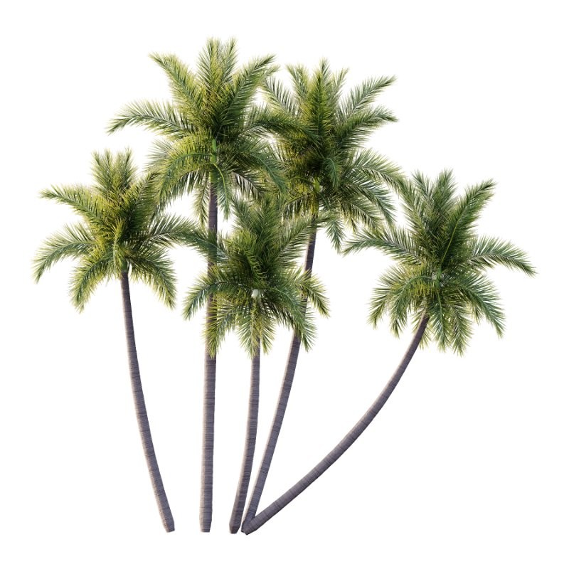 Roystonea Regia Tree 06 - Image 3