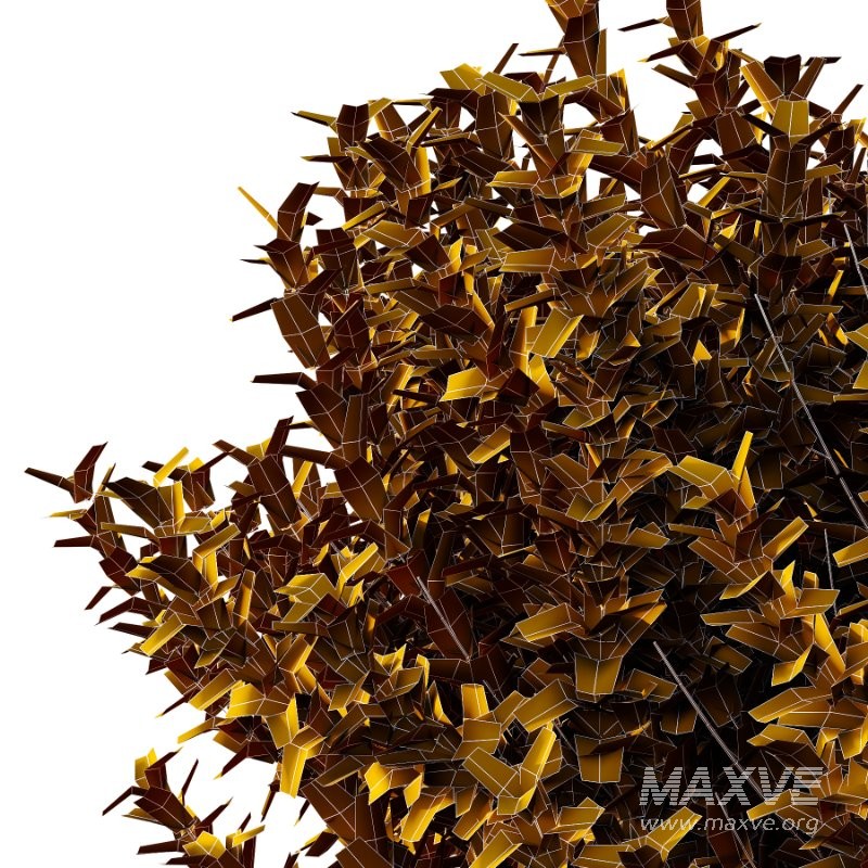 s vary widely among different species and between different English-speaking countries, but include spindle (or spindle tree), burning-bush, strawberry-bush, wahoo, wintercreeper, or simply euonymus. It has about 140 species of deciduous and evergreen shrubs, small trees and lianas. They are mostly native to East Asia, extending to the Himalayas, and they are also distributed in Europe, Australasia, North America, and Madagascar. Fifty species are endemic to China. - Image 4