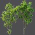 AV Celtis Australis - Thumbnail 9