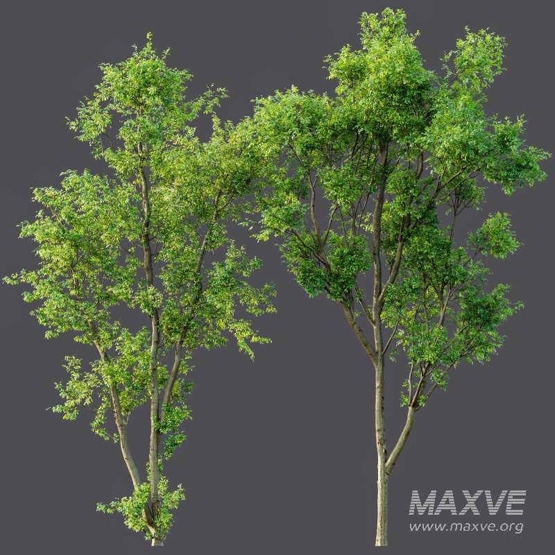 AV Celtis Australis - Image 9