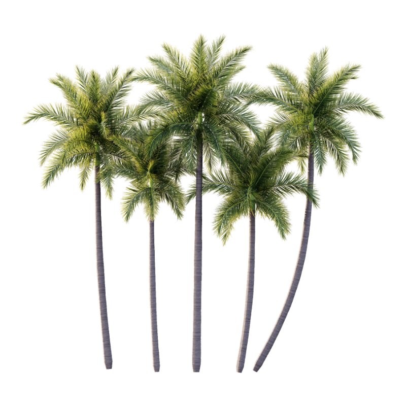 Roystonea Regia Tree 05 - Image 3