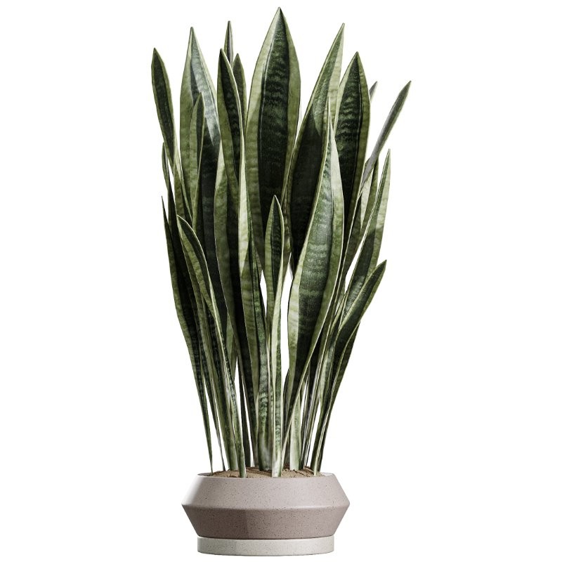 AV Indoor Plants Set 412 Banana Olive Ficus Fig Sansevieria - Image 3