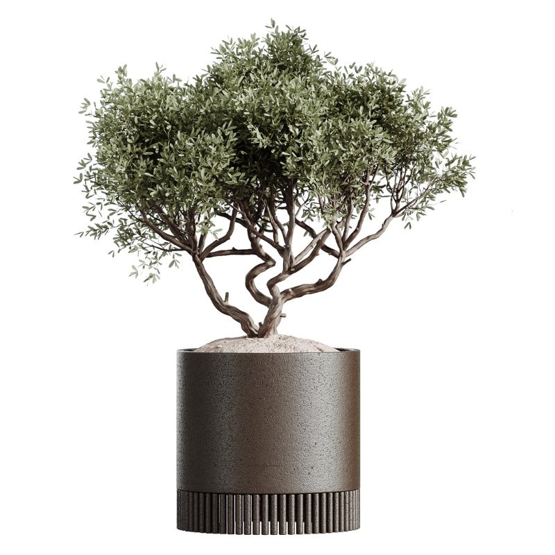 AV Indoor Plants Set 412 Banana Olive Ficus Fig Sansevieria - Image 1