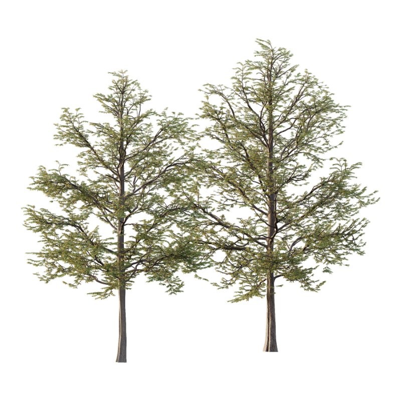 Mountain Ash Tree 11 - Image 1