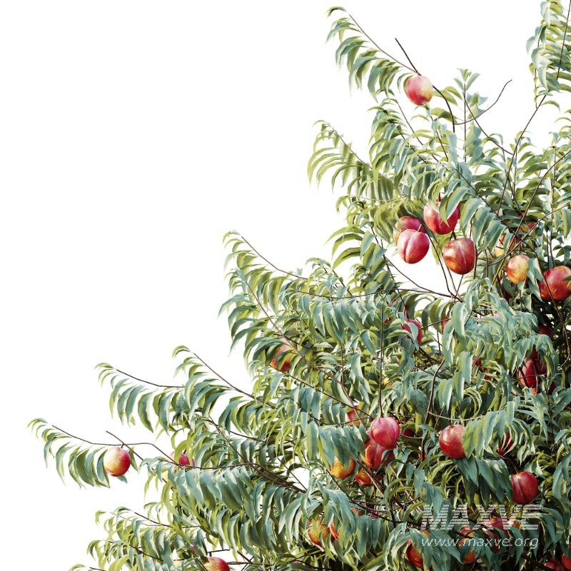 AV Amygdalus Persica Peach Version02 - Image 4