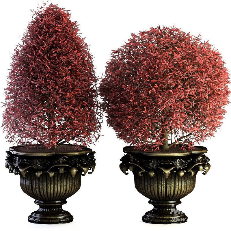 Outdoor Plant 02 - Image 3