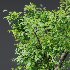 AV Celtis Australis and Acer Pseudoplatanus - Thumbnail 2