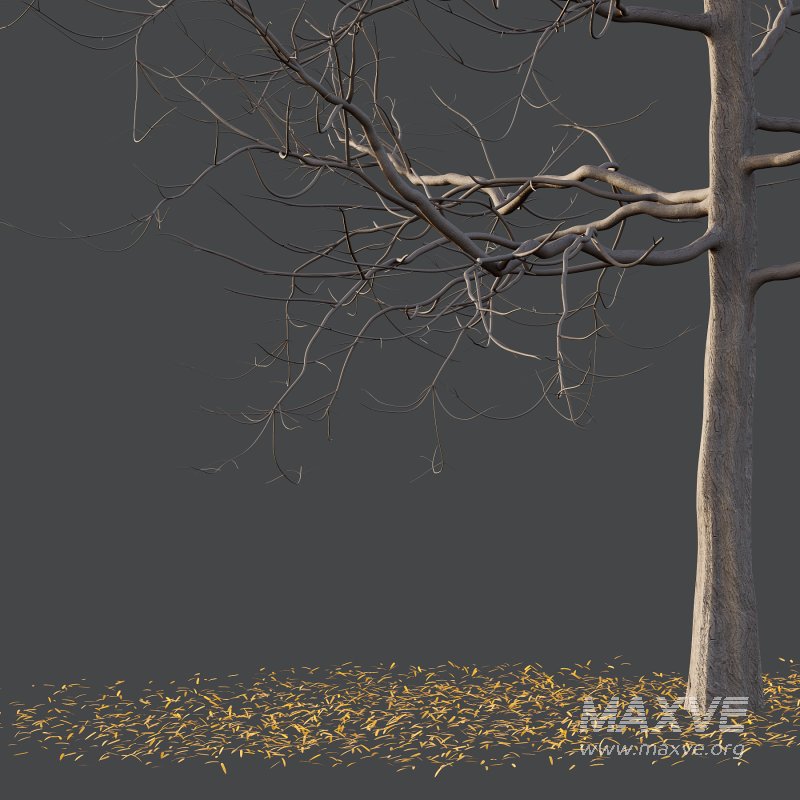 Mountain Ash Tree 03 - Image 5