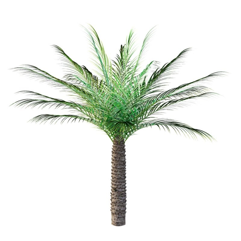 Phoenix roebelenii Palm Trees 06 - Image 4