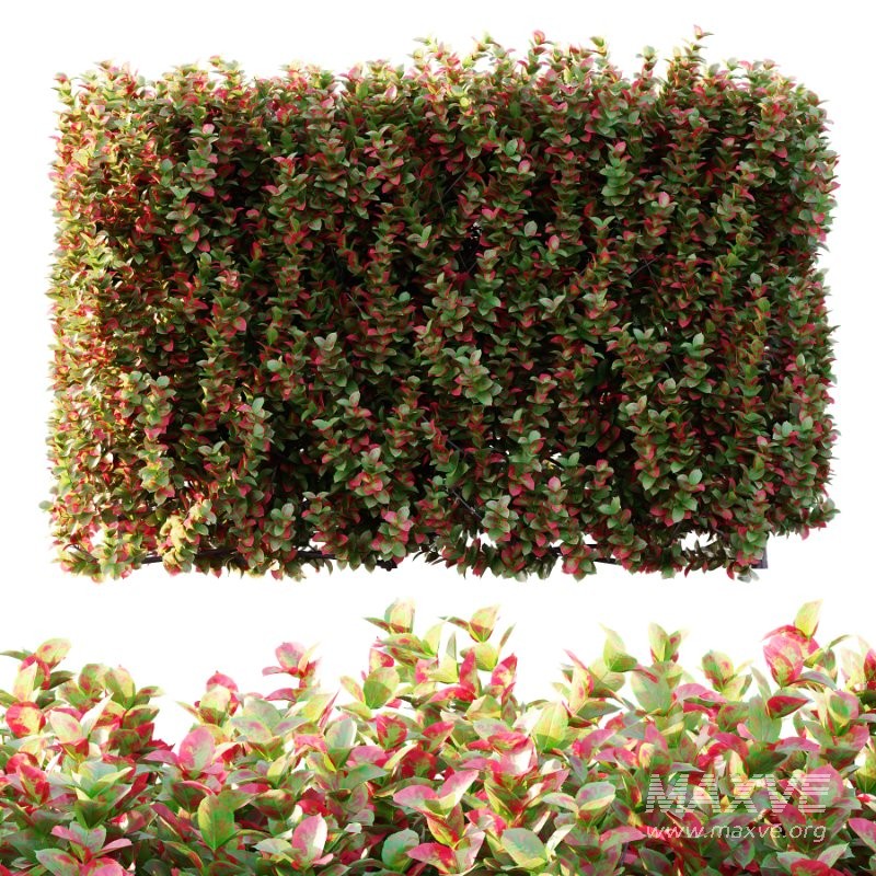 s vary widely among different species and between different English-speaking countries, but include spindle (or spindle tree), burning-bush, strawberry-bush, wahoo, wintercreeper, or simply euonymus. It has about 140 species of deciduous and evergreen shrubs, small trees and lianas. They are mostly native to East Asia, extending to the Himalayas, and they are also distributed in Europe, Australasia, North America, and Madagascar. Fifty species are endemic to China. - Image 1