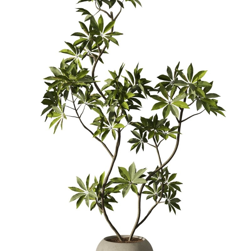 Indoor Plants Set 102 - Image 3