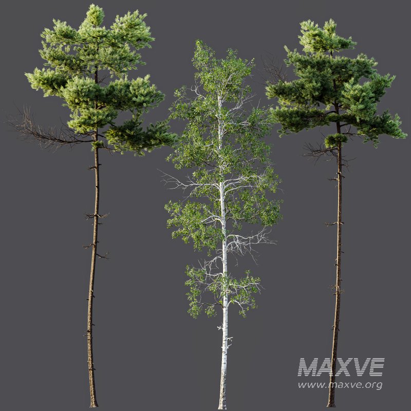 AV Pinus Echinata Populus Tremuloides - Image 7