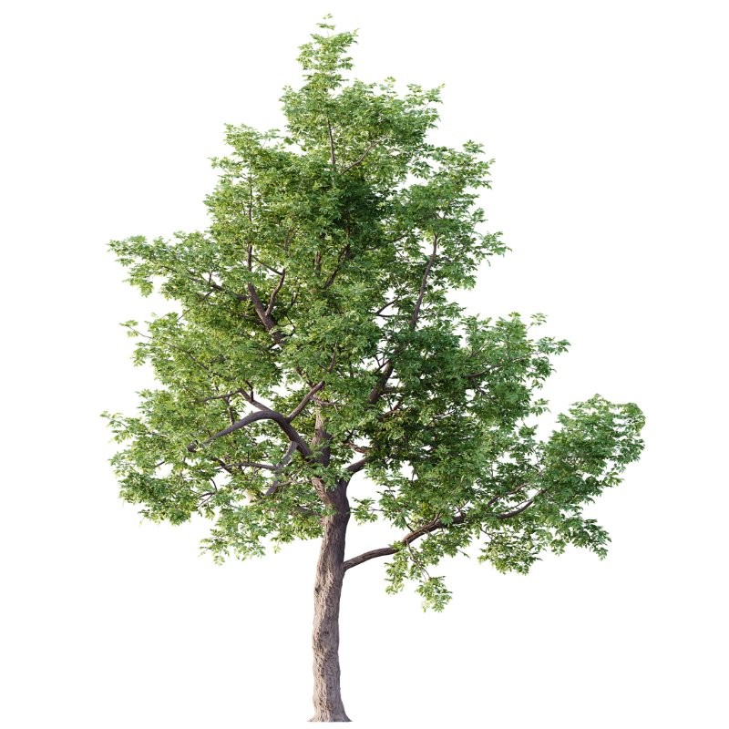 AV Ash Tree and American Elm Tree - Image 2