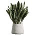 ntal grass element adds movement and softness. Together, these plants form a curated arrangement ideal for luxury homes, boutique hotels, creative studios, lobbies, restaurants, and high-end staging. - Thumbnail 3