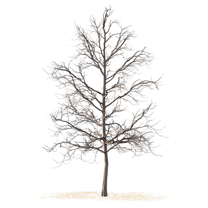 Mountain Ash Tree 03 - Image 2