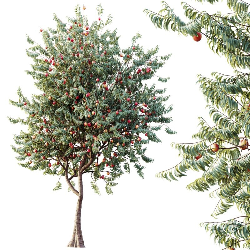 AV Amygdalus Persica Peach Version02 - Image 2