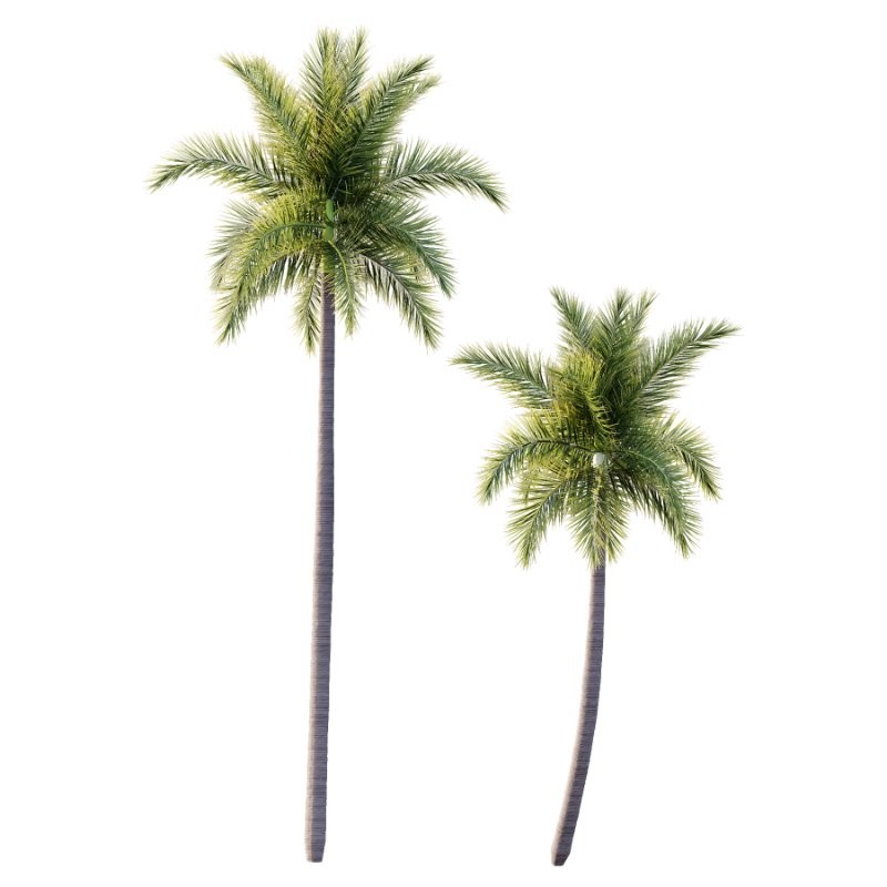 Roystonea Regia Tree 06 - Image 1