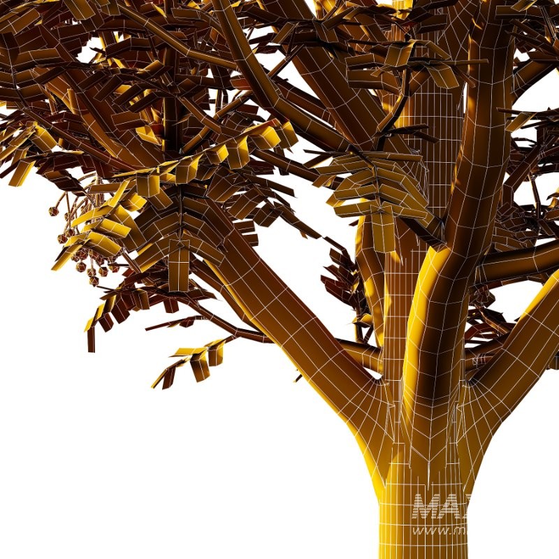 Rowan Fruit Tree 07 - Image 2