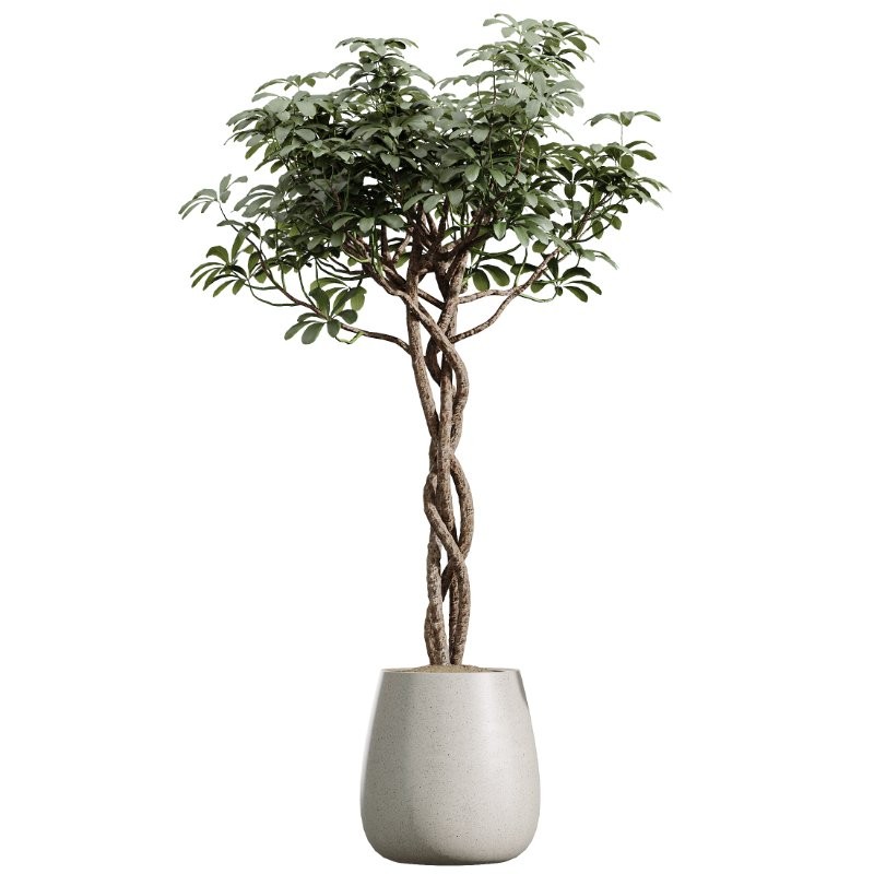 AV Indoor Plants Set 435 Banana and Alnus Glutinosa and Orange Tree and Schefflera Arboricola and Ficus Binnendijkii - Image 3