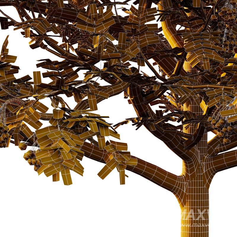 Rowan Fruit Tree 05 - Image 3