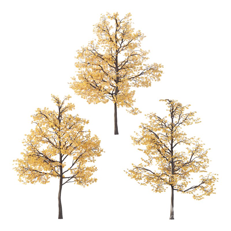 Mountain Ash Tree 01 - Image 3