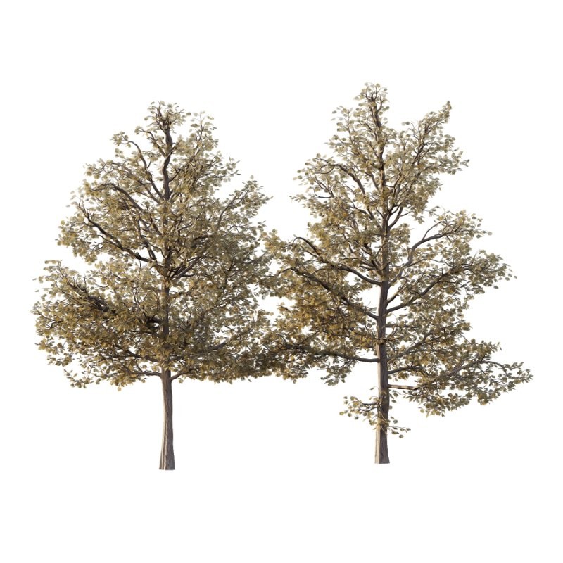 Mountain Ash Tree 16 - Image 1