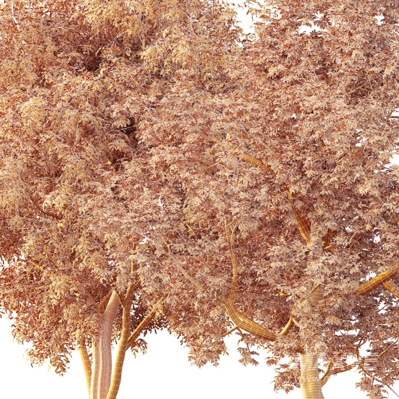 AV Ash Tree and American Elm Tree - Image 4