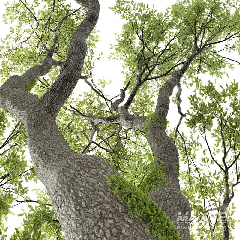 AV Fagus Grandifolia and Angel Oak Live Tree - Image 4