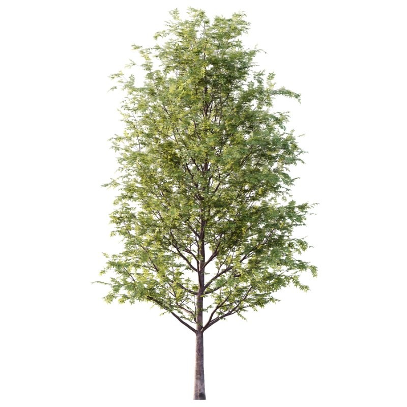 Rowan tree 01 - Image 2