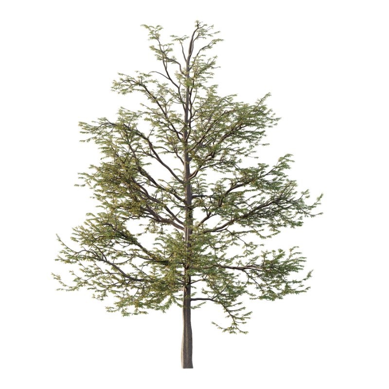 Mountain Ash Tree 10 - Image 3