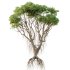 AV 2 Trees Mangrove Gray Avicennia Marina - Thumbnail 1