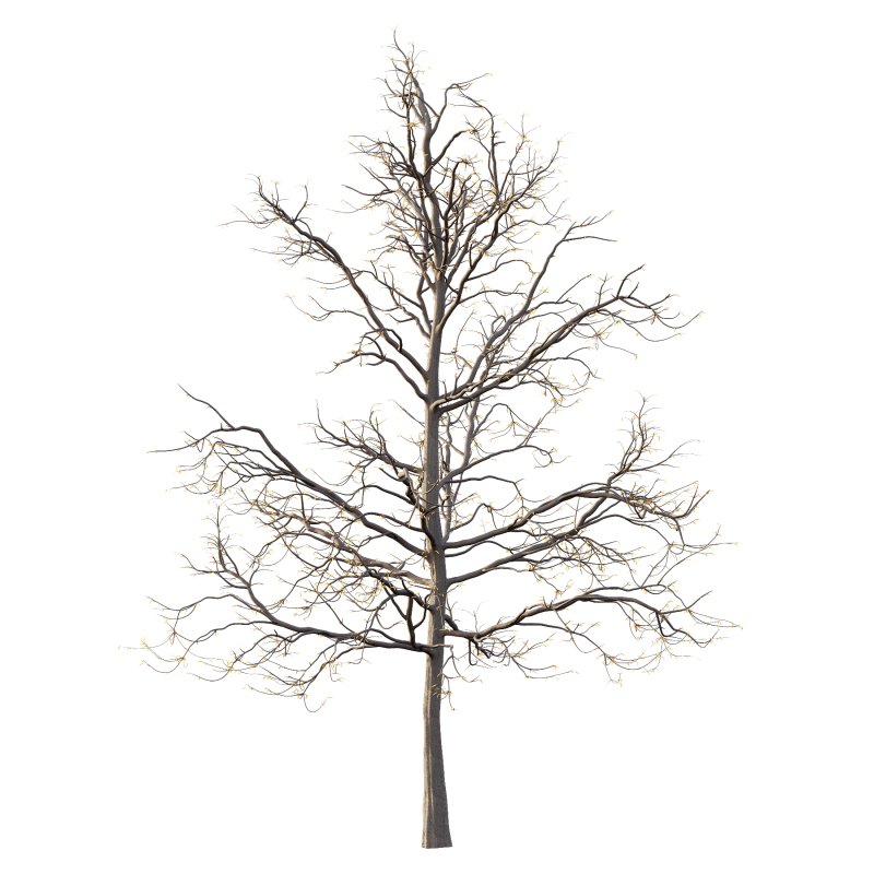 Mountain Ash Tree 07 - Image 3