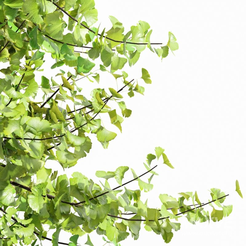 AV Acer Saccharinum and Maidenhair Ginkgo Biloba - Image 3