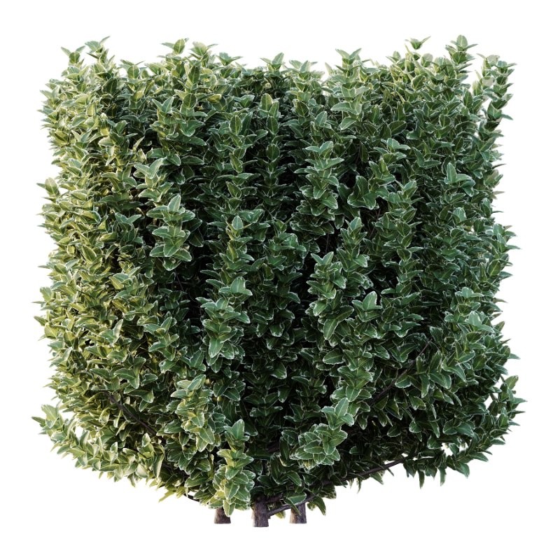 s vary widely among different species and between different English-speaking countries, but include spindle (or spindle tree), burning-bush, strawberry-bush, wahoo, wintercreeper, or simply euonymus. It has about 140 species of deciduous and evergreen shrubs, small trees and lianas. They are mostly native to East Asia, extending to the Himalayas, and they are also distributed in Europe, Australasia, North America, and Madagascar. Fifty species are endemic to China.The inconspicuous flowers occur in small groups, and can be green, yellow, pink or maroon in color depending on species. The leaves are opposite (rarely alternate) and simple ovoid, typically 2–15 cm long, and usually with a finely serrated margin. The fruit is a pink or white four- or five-valved pod-like berry, which splits open to reveal the fleshy-coated orange or red seeds. - Image 2