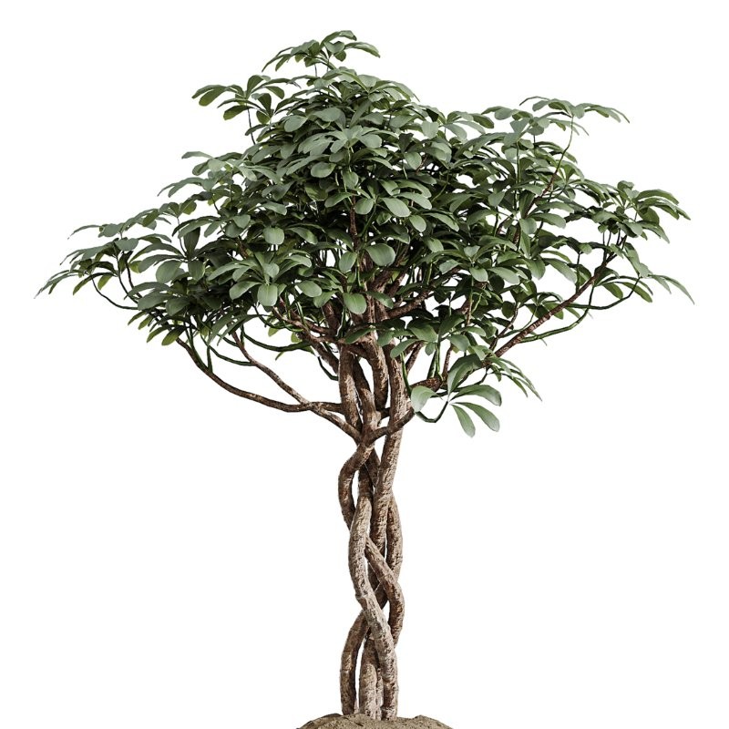 AV Indoor Plants Set 409 Olive Ficus Schefflera Lemon - Image 4
