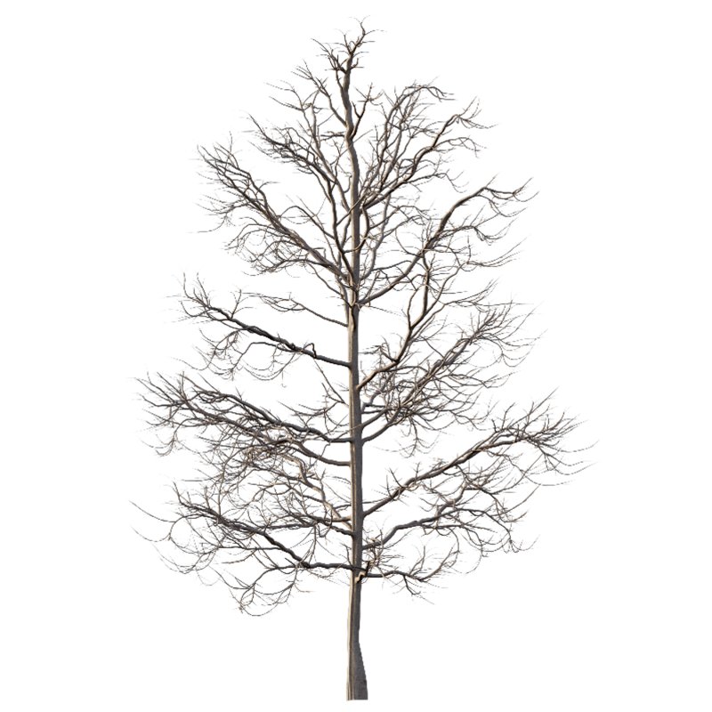 Mountain Ash Tree 06 - Image 4