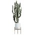 AV Indoor Plants Set 434 Olive Tree and Ficus lyrata and Ficus Beliza and Cactus Euphorbia and Sansevieria - Thumbnail 4