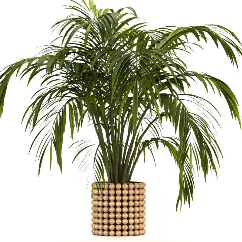 Boho Pot Plants - Image 4