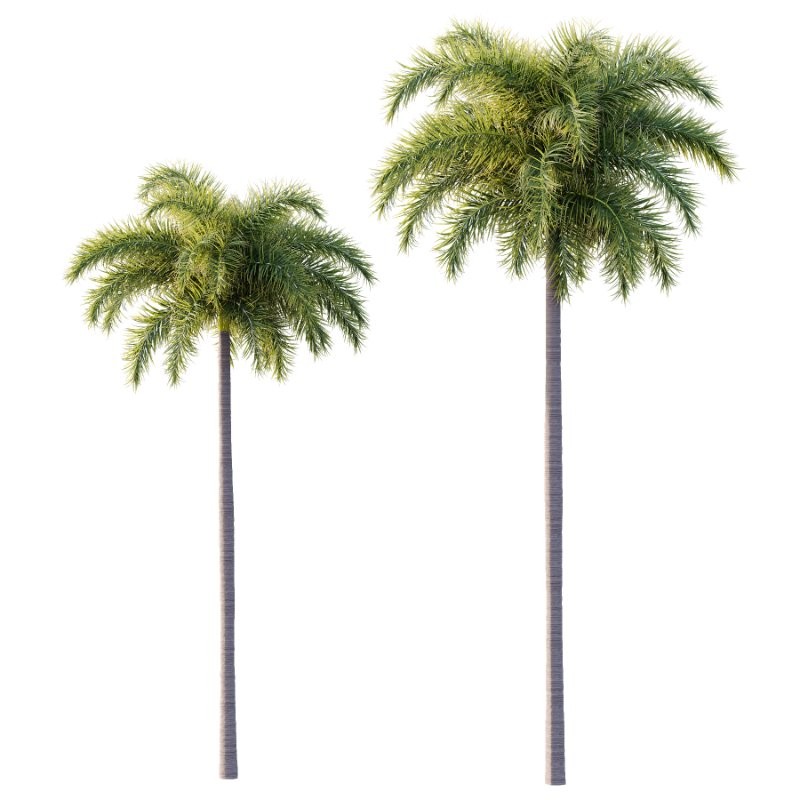 Roystonea Regia Tree 04 - Image 1