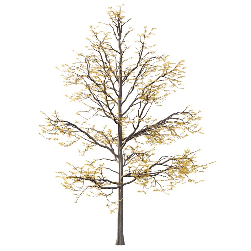 Mountain Ash Tree 08 - Image 5