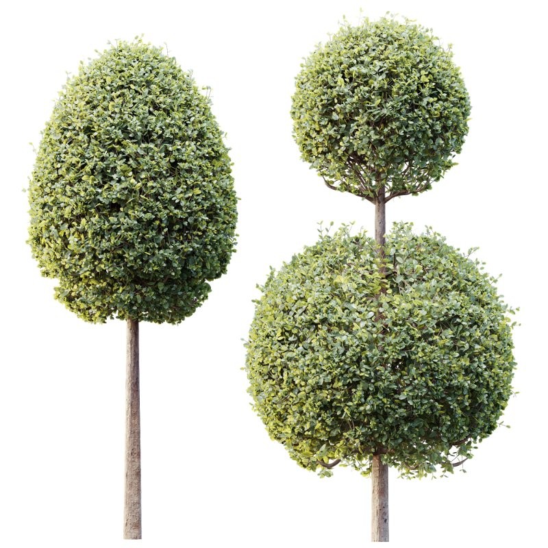 AV Plants Bush Ficus Concinna Bonsai Pruned Version13 - Image 3