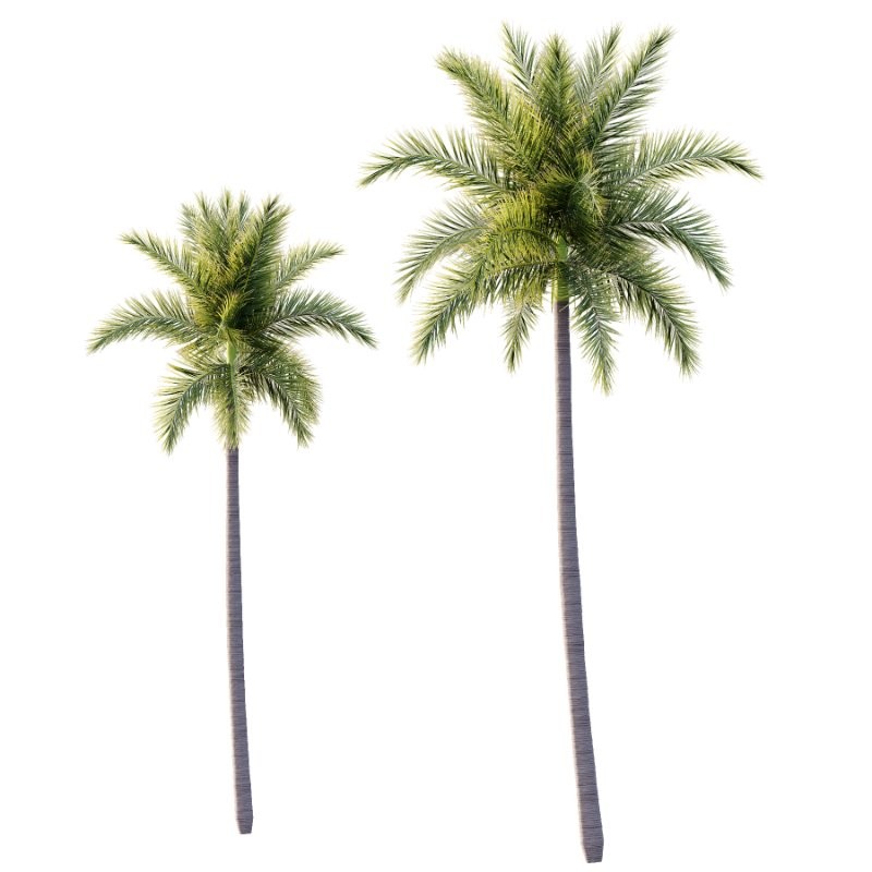 Roystonea Regia Tree 05 - Image 1