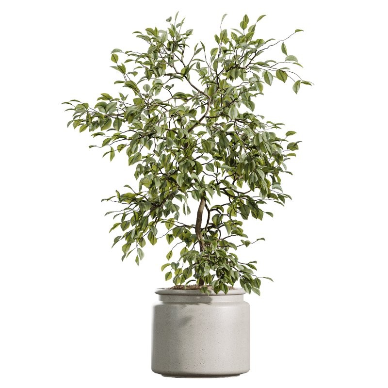 AV Indoor Plants Set 408 Banana Ficus Swiss Cheese olive Lemon - Image 4