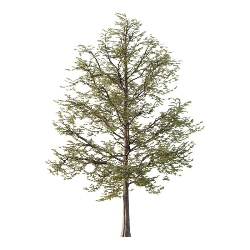 Mountain Ash Tree 11 - Image 2